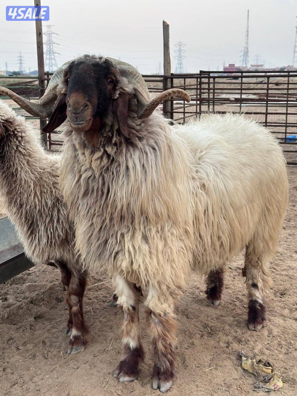 فحل رباع مرسس شرط القريع هد1