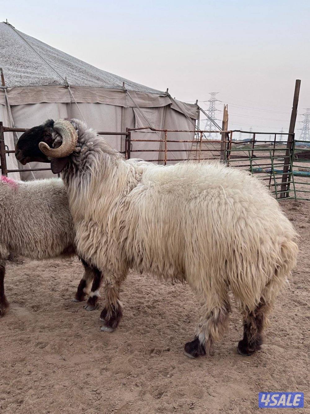 فحل رباع مرسس شرط القريع هد2