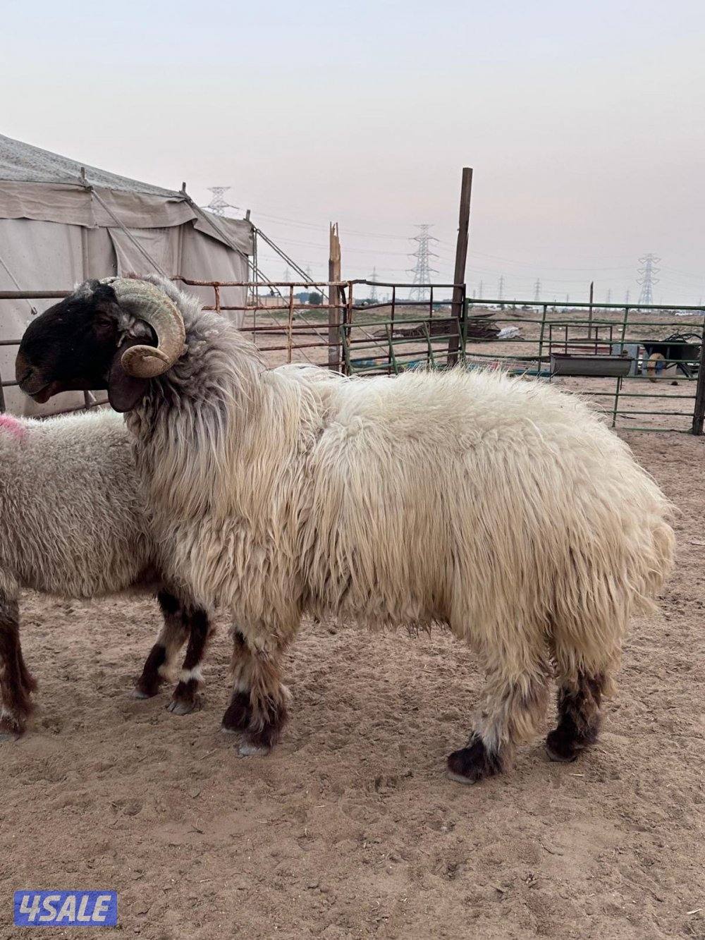 فحل رباع مرسس شرط القريع هد3