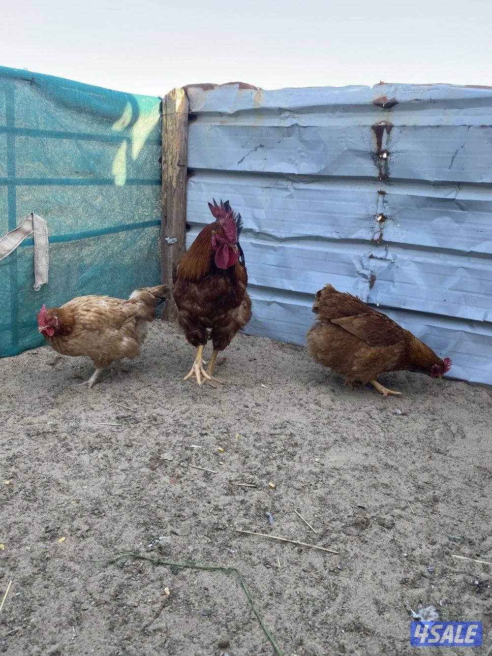 مجموعه سوبر جامبو0