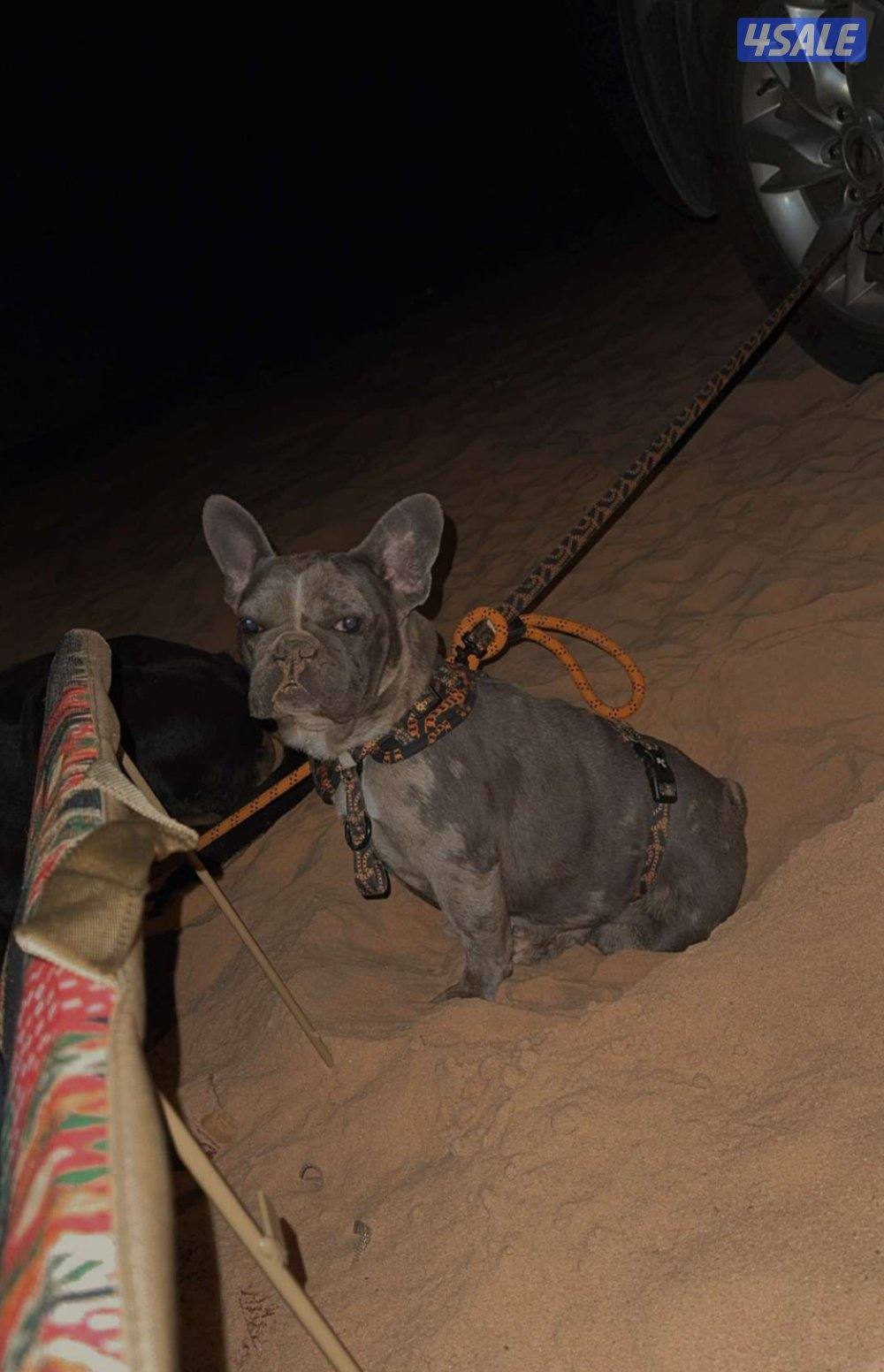 فرنش بولدوق0