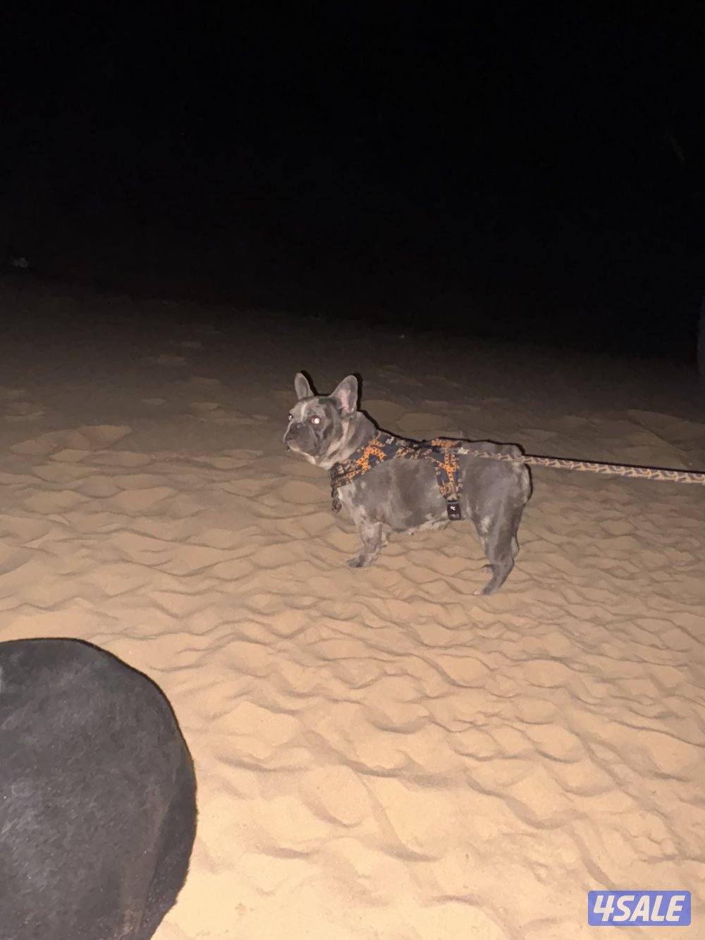 فرنش بولدوق1