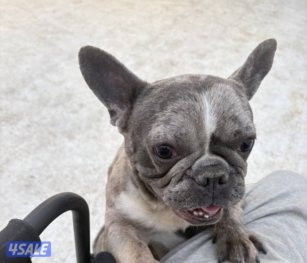 فرنش بولدوق2