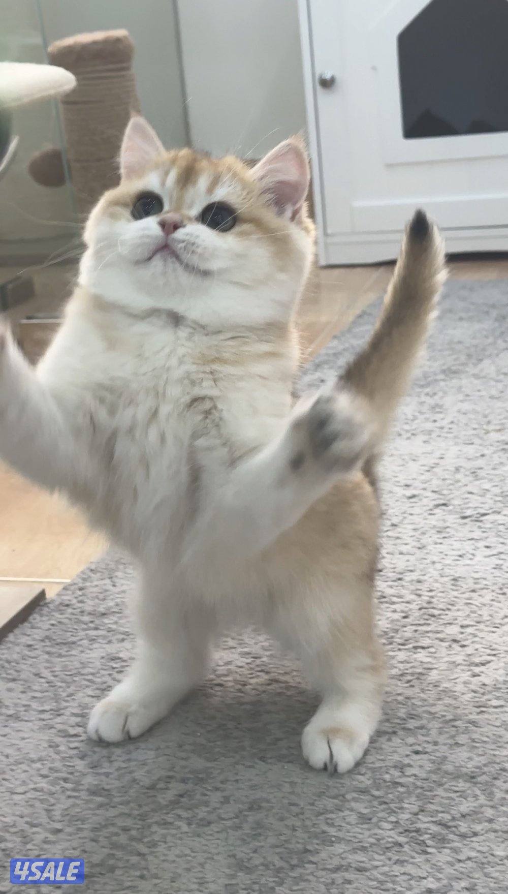 متوفر قطه بريتش انثى0