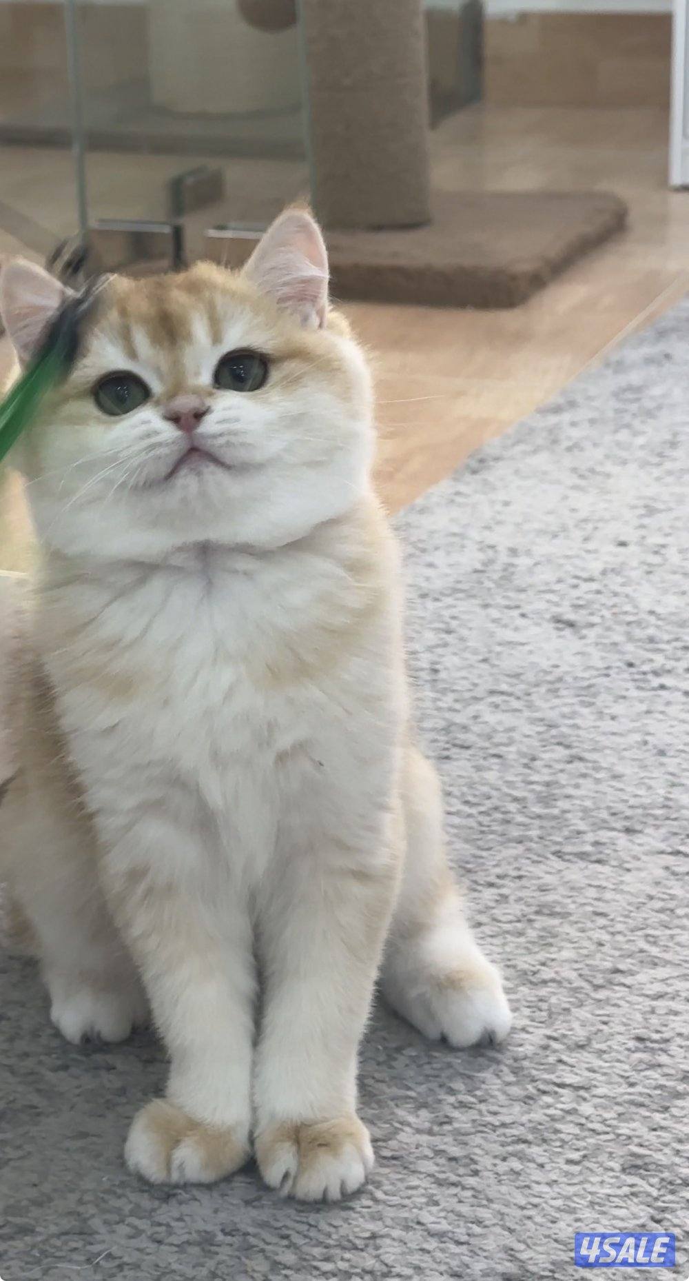 متوفر قطه بريتش انثى1