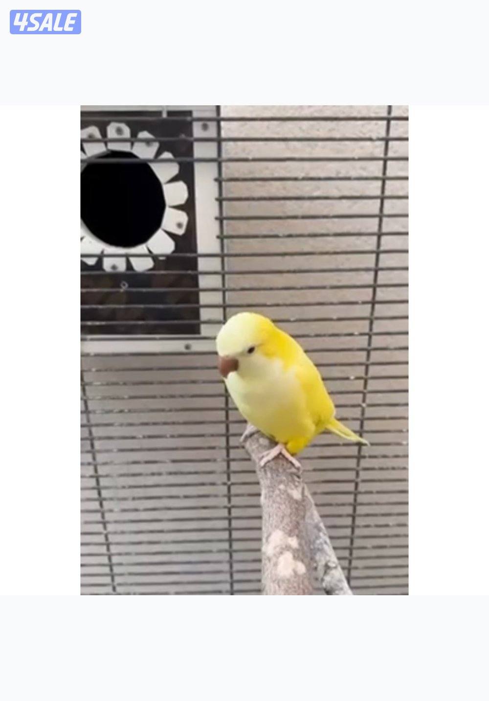 للبيع يوزن نيبالي ويوز كويكر اصفر3