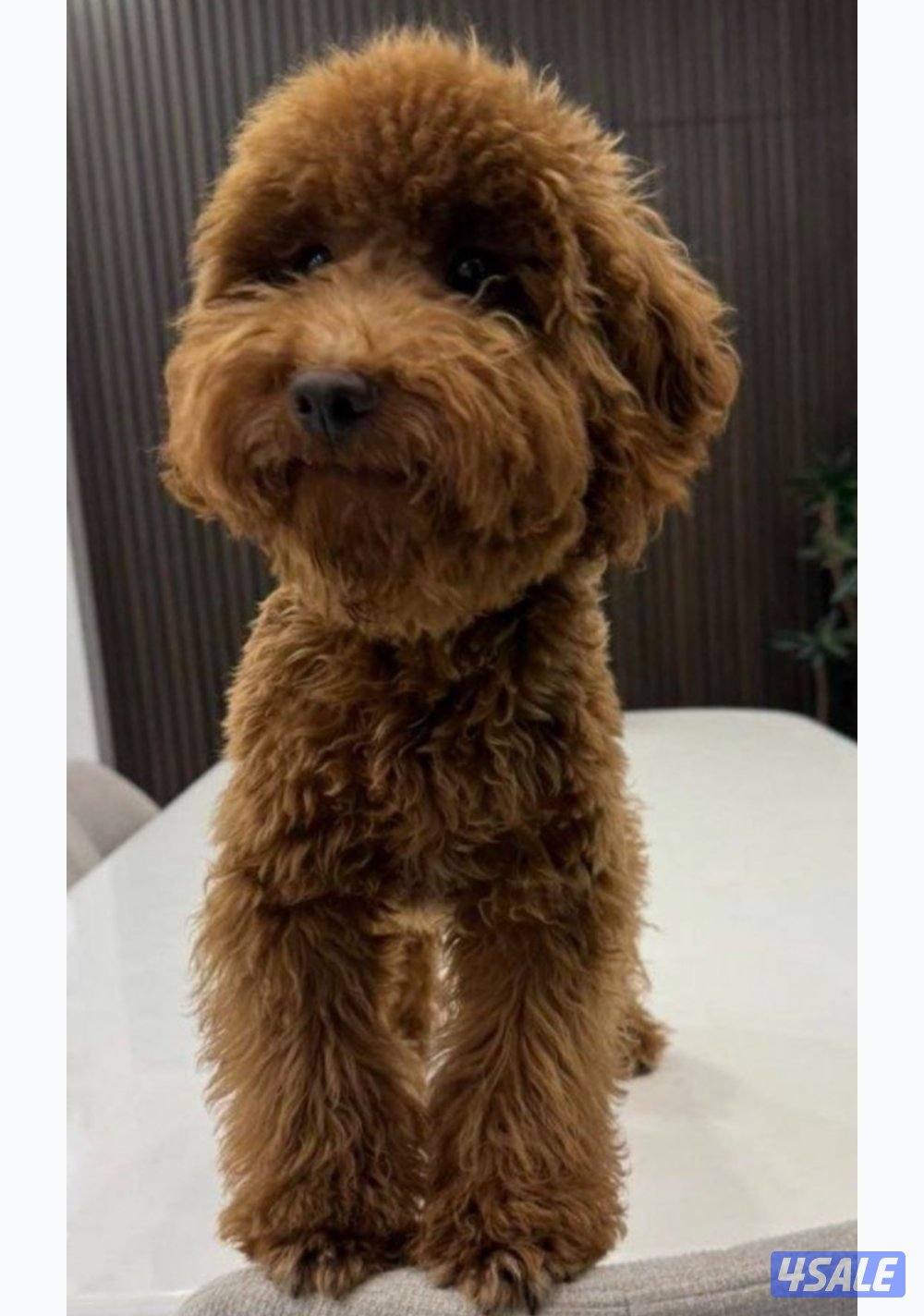 للبيع كلب بودل توي العمر ٤ شهور مطعم ومعاه اوراقه واغراضه0