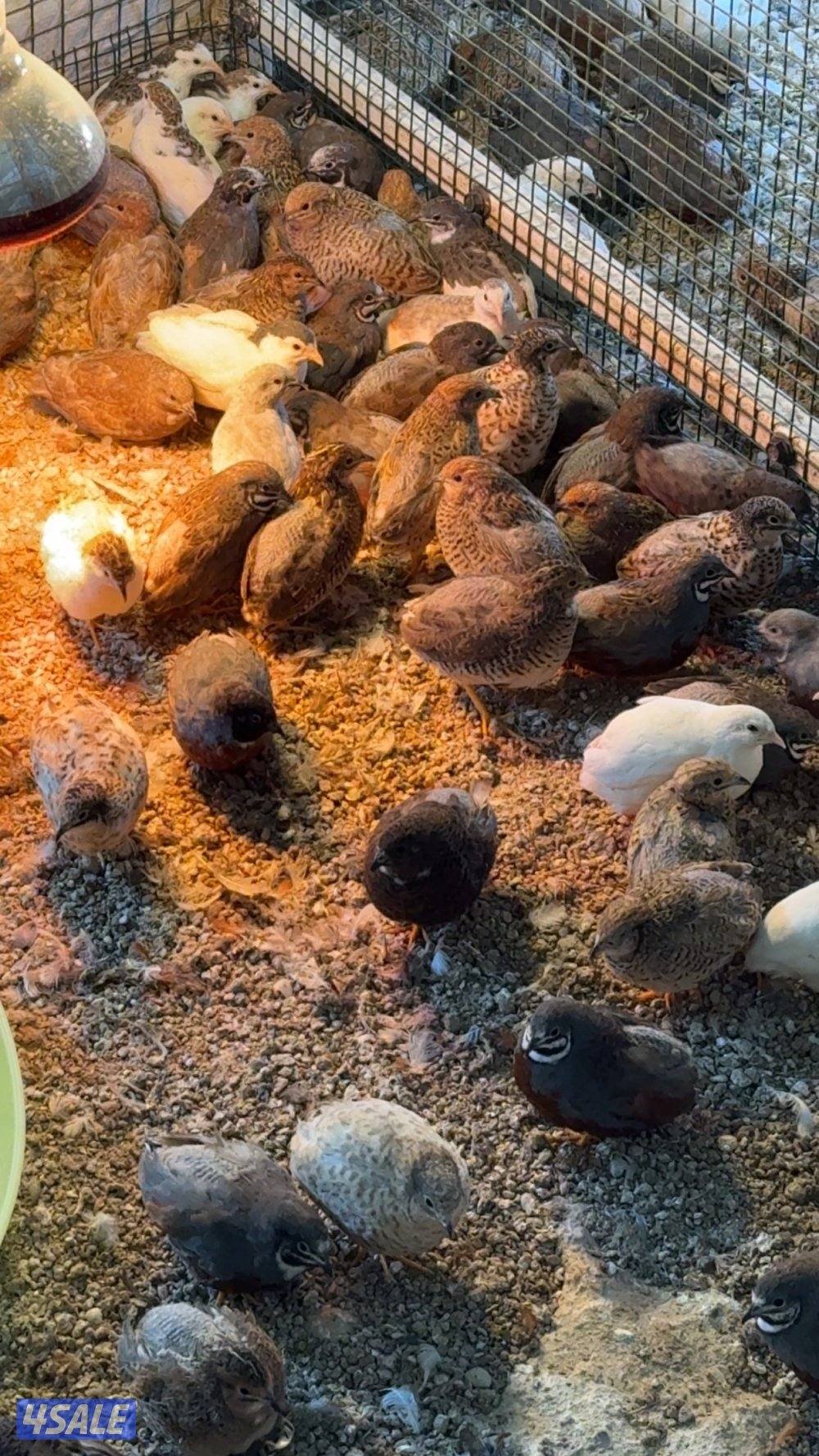 للبيع فري صيني منتج0