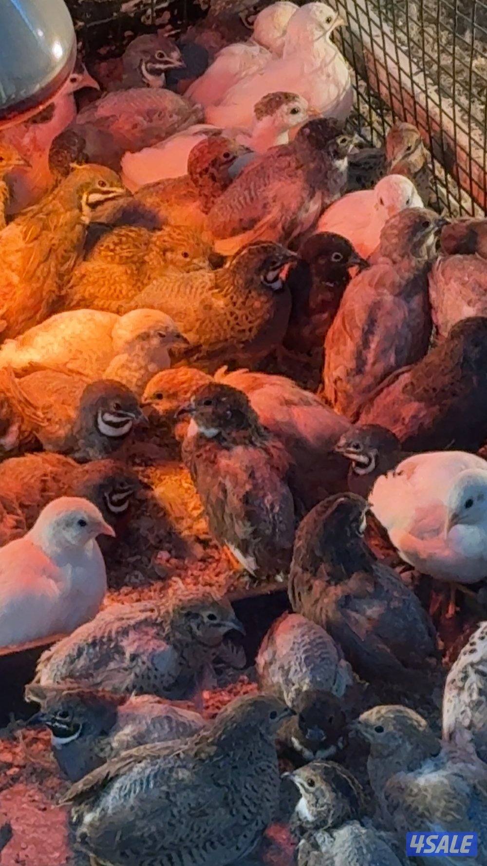 للبيع فري صيني منتج1