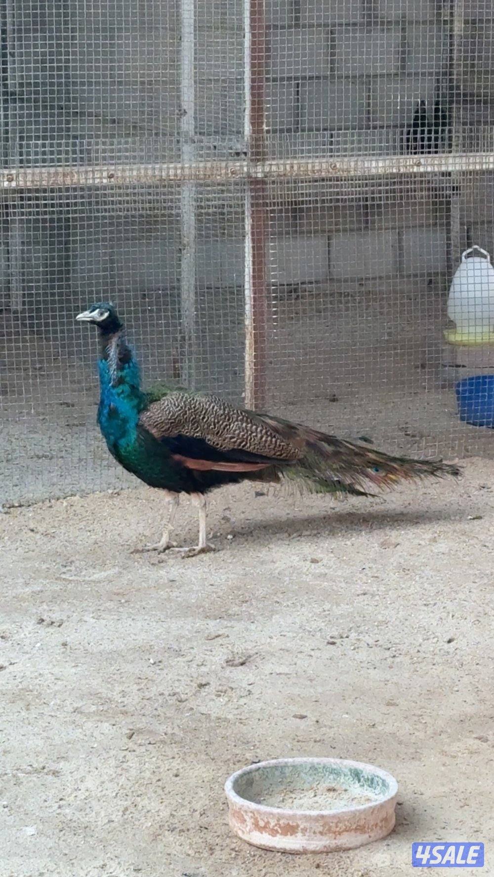 للبيع فحل طاووس منتج0