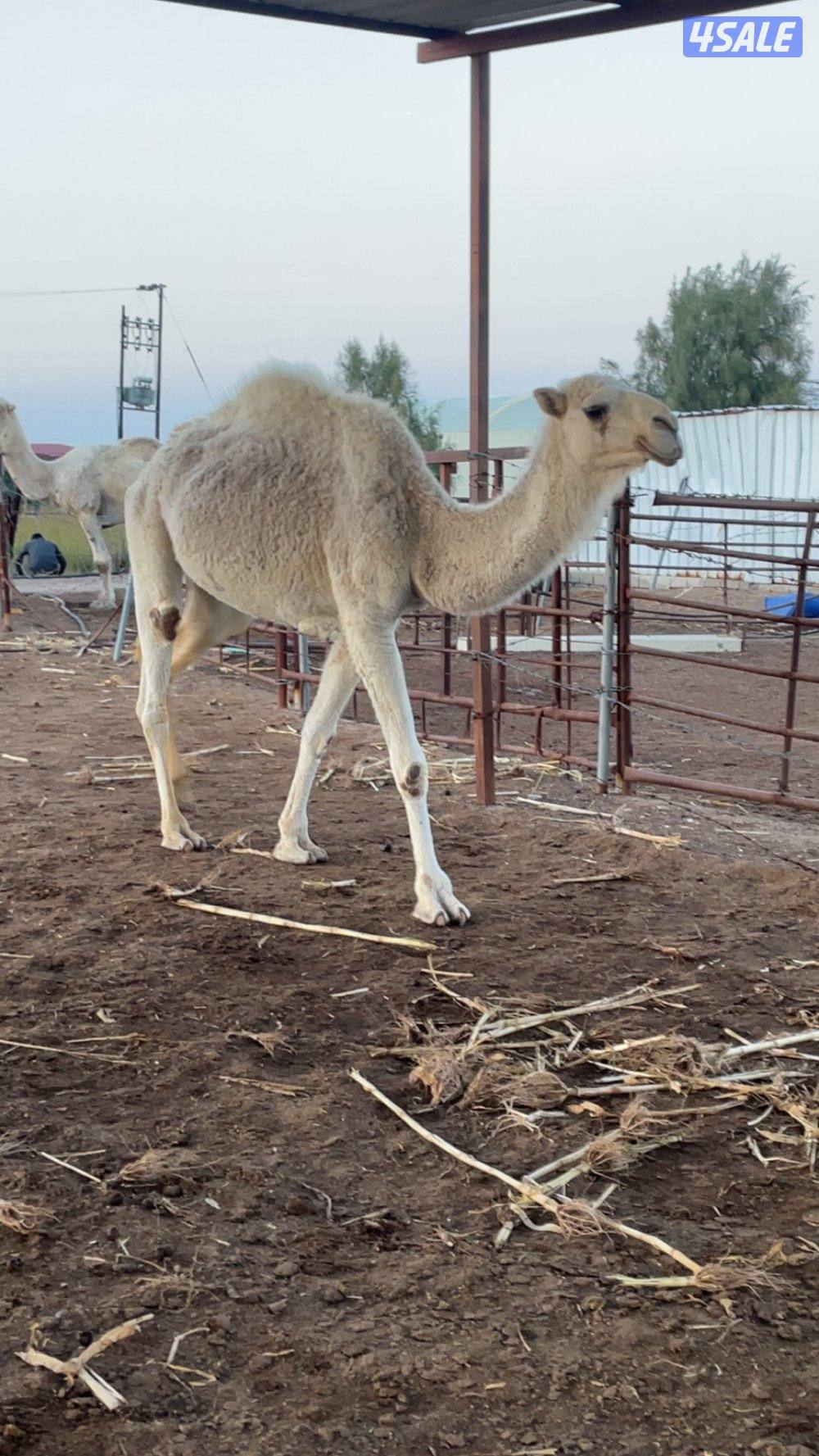 للبيع بكرتين داشات لقي0