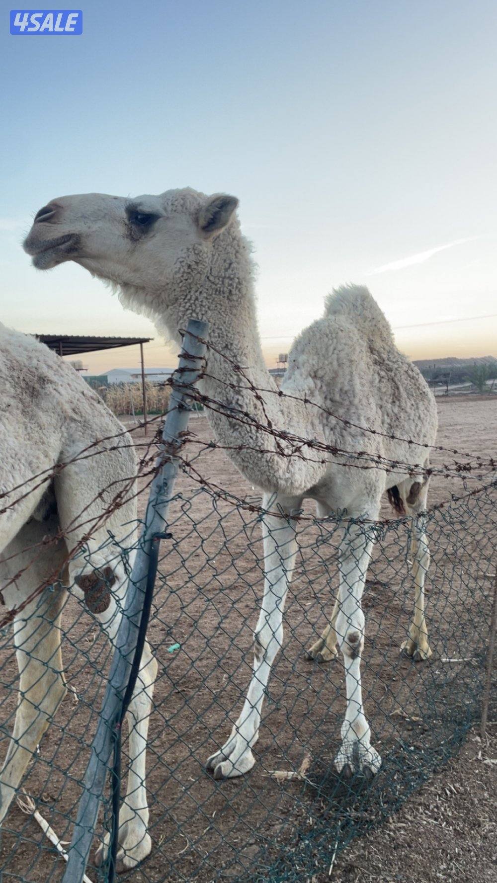 للبيع بكرتين داشات لقي1