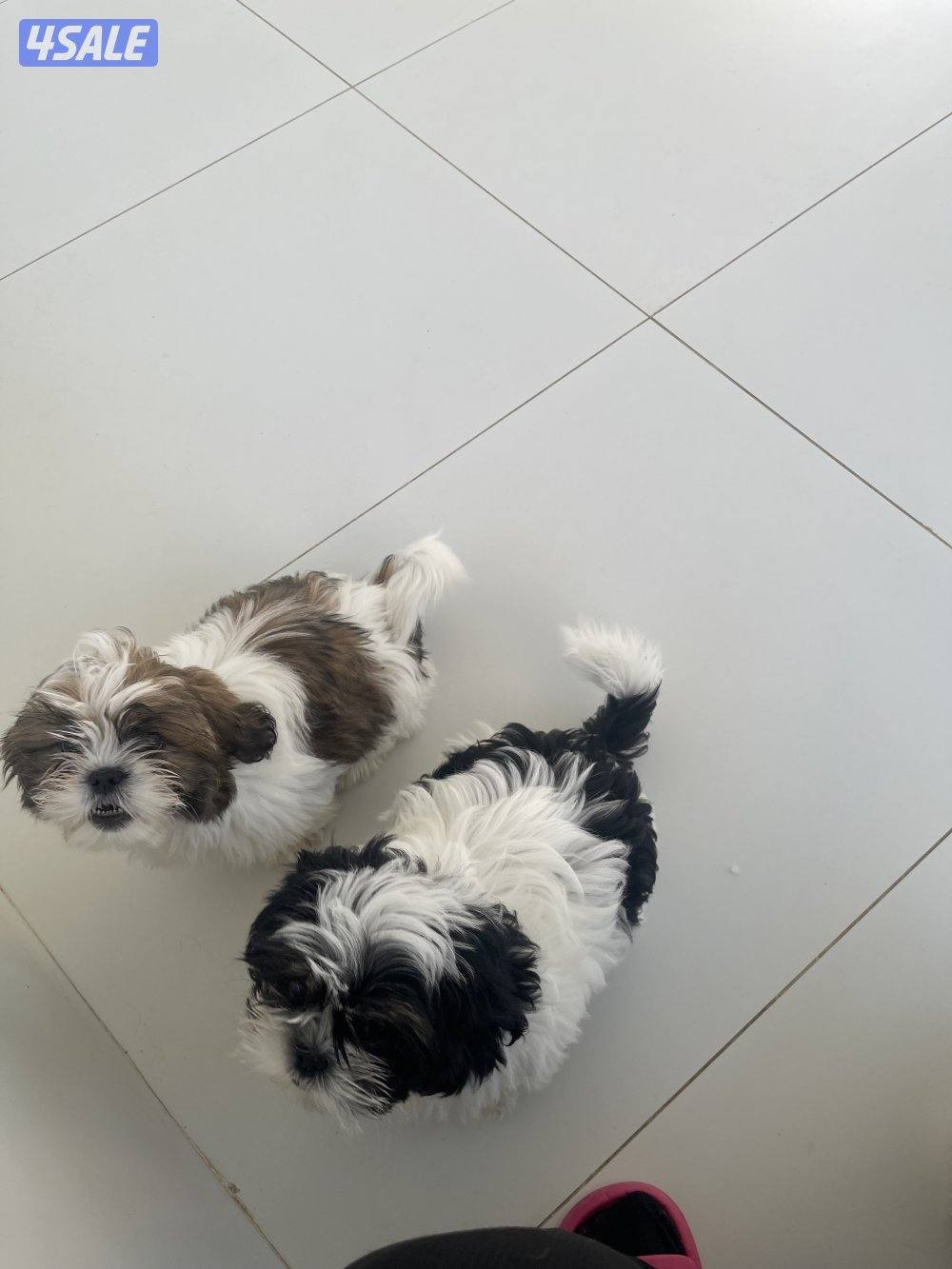 للبيع شتزو انثى و ذكر بيع منفرد العمر ٣ شهور مطعمين0