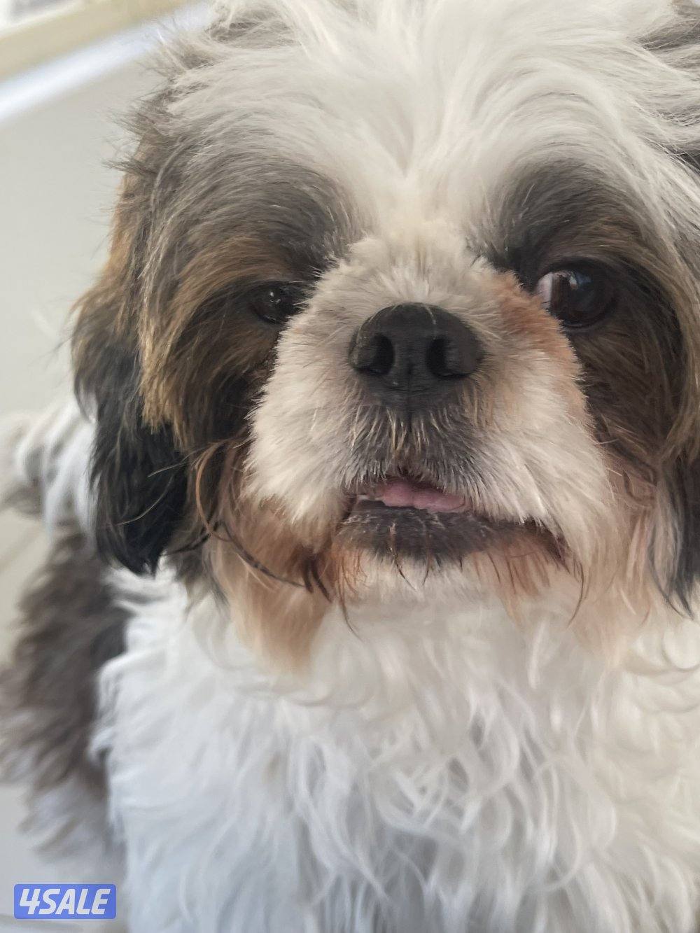 للبيع شتزو انثى و ذكر بيع منفرد العمر ٣ شهور مطعمين1