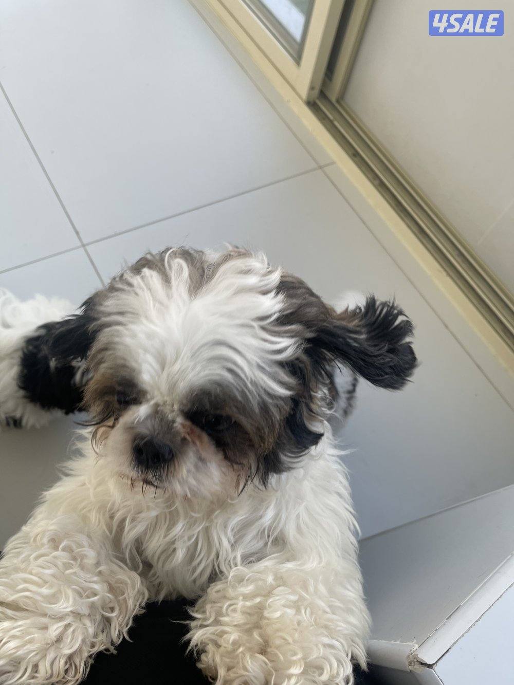 للبيع شتزو انثى و ذكر بيع منفرد العمر ٣ شهور مطعمين3