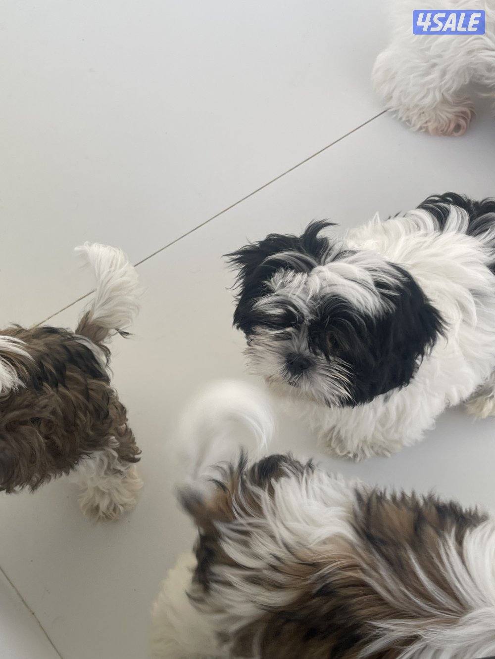 للبيع شتزو انثى و ذكر بيع منفرد العمر ٣ شهور مطعمين4