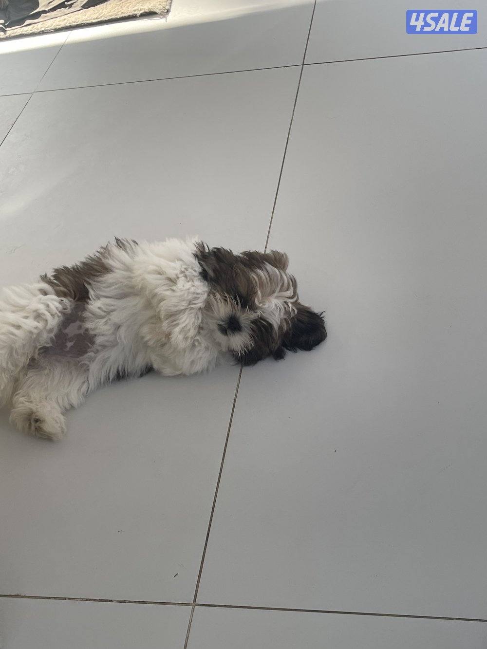 للبيع شتزو انثى و ذكر بيع منفرد العمر ٣ شهور مطعمين5
