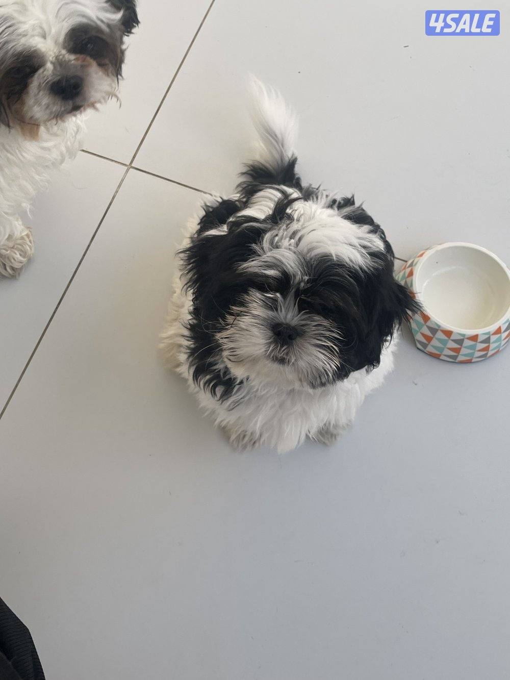 للبيع شتزو انثى و ذكر بيع منفرد العمر ٣ شهور مطعمين6