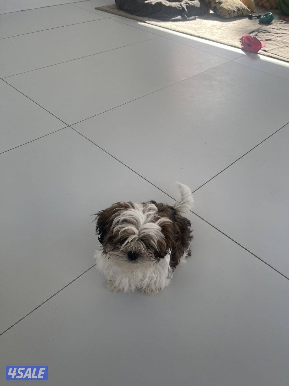 للبيع شتزو انثى و ذكر بيع منفرد العمر ٣ شهور مطعمين7