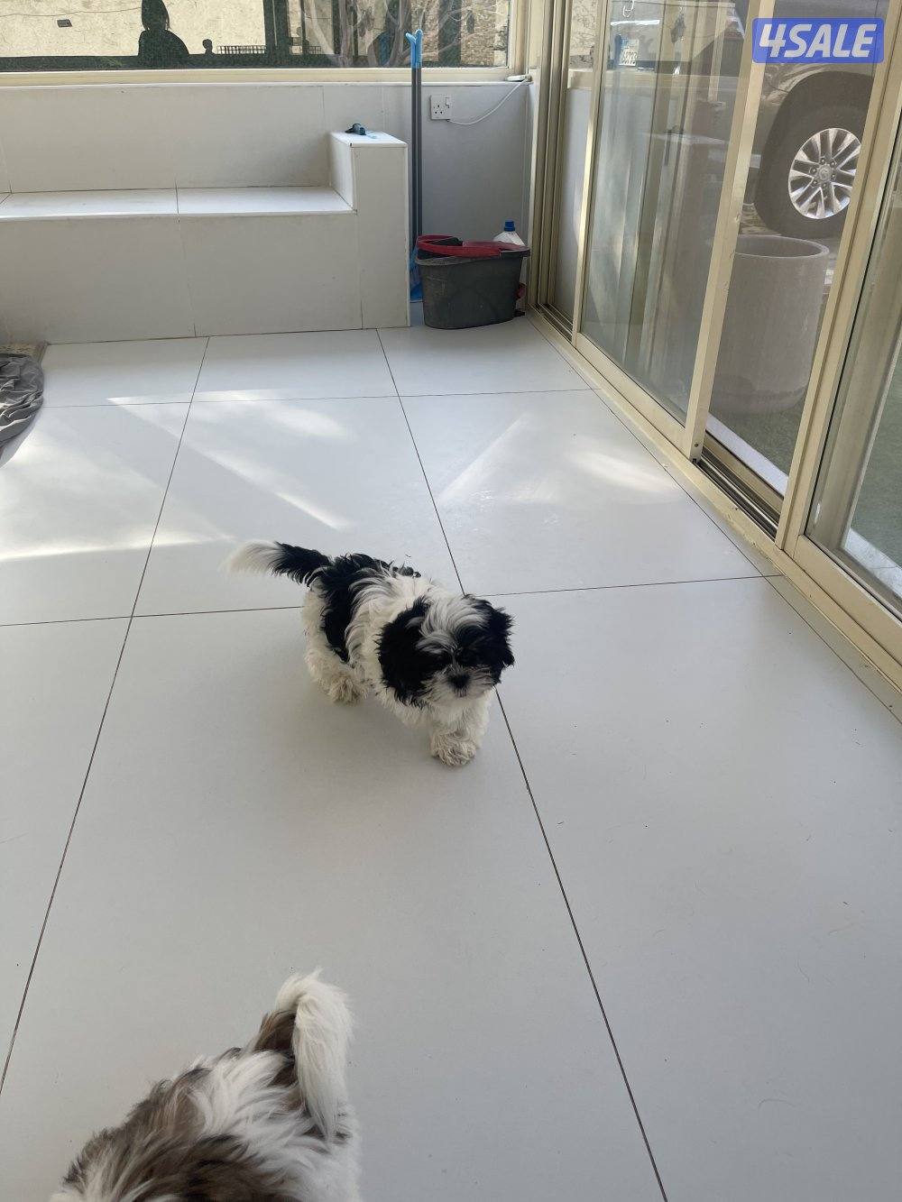 للبيع شتزو انثى و ذكر بيع منفرد العمر ٣ شهور مطعمين8