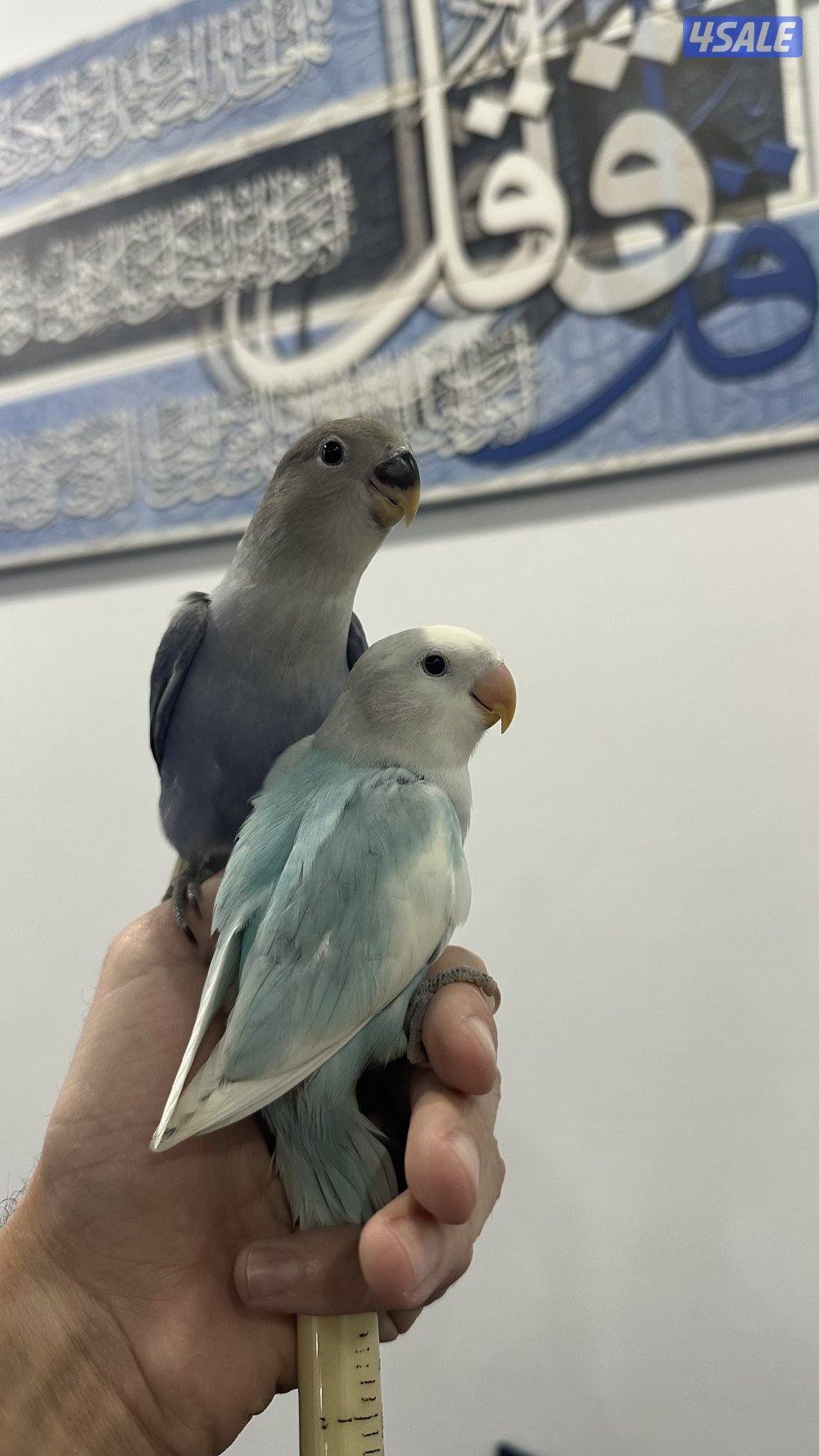 لوف بيرد نهايه عس وقاطع عس0