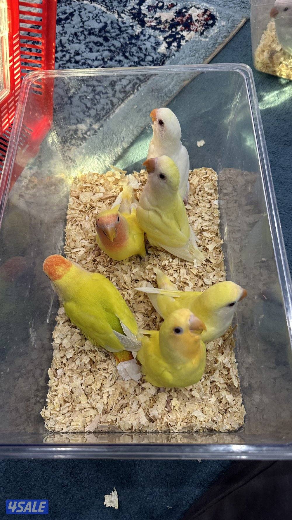 لوف بيرد نهايه عس وقاطع عس1