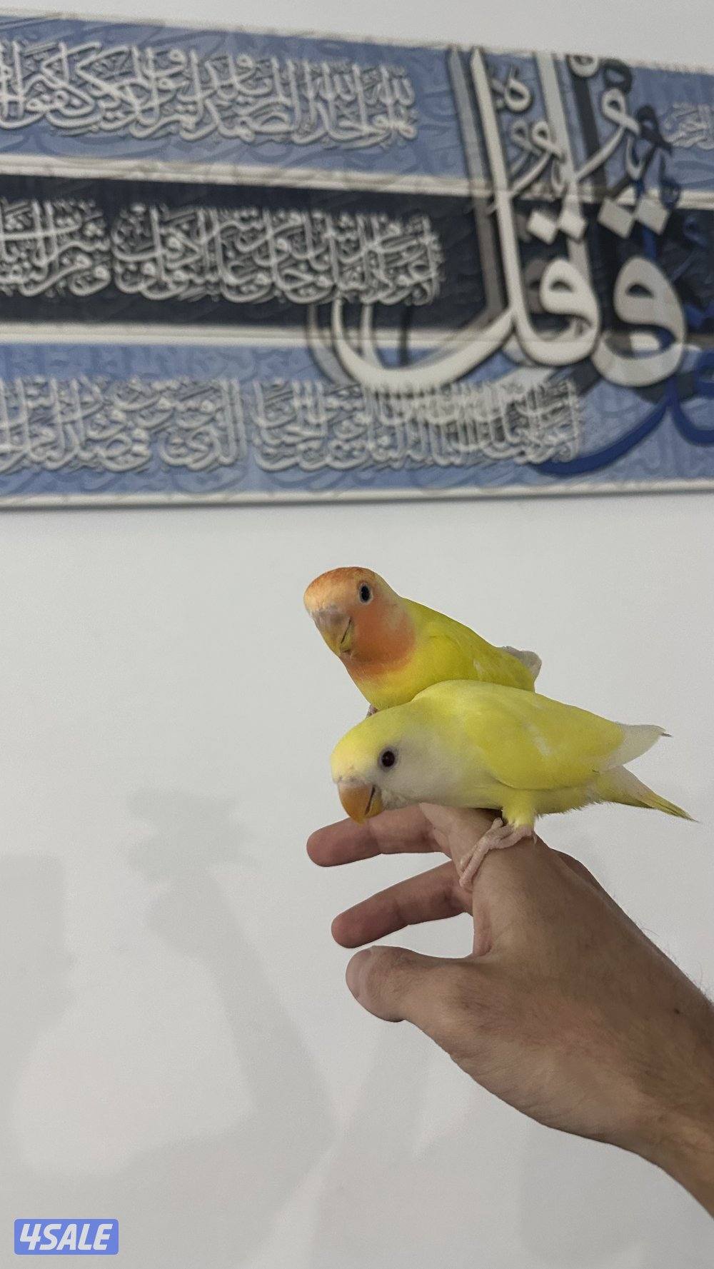 لوف بيرد نهايه عس وقاطع عس2