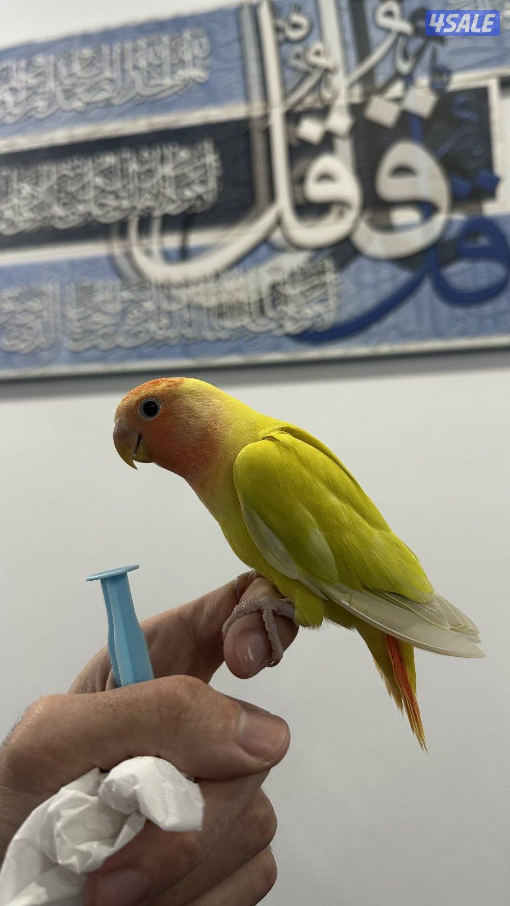 لوف بيرد نهايه عس وقاطع عس3