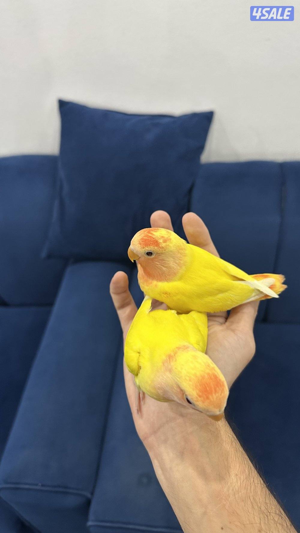 لوف بيرد نهايه عس وقاطع عس4