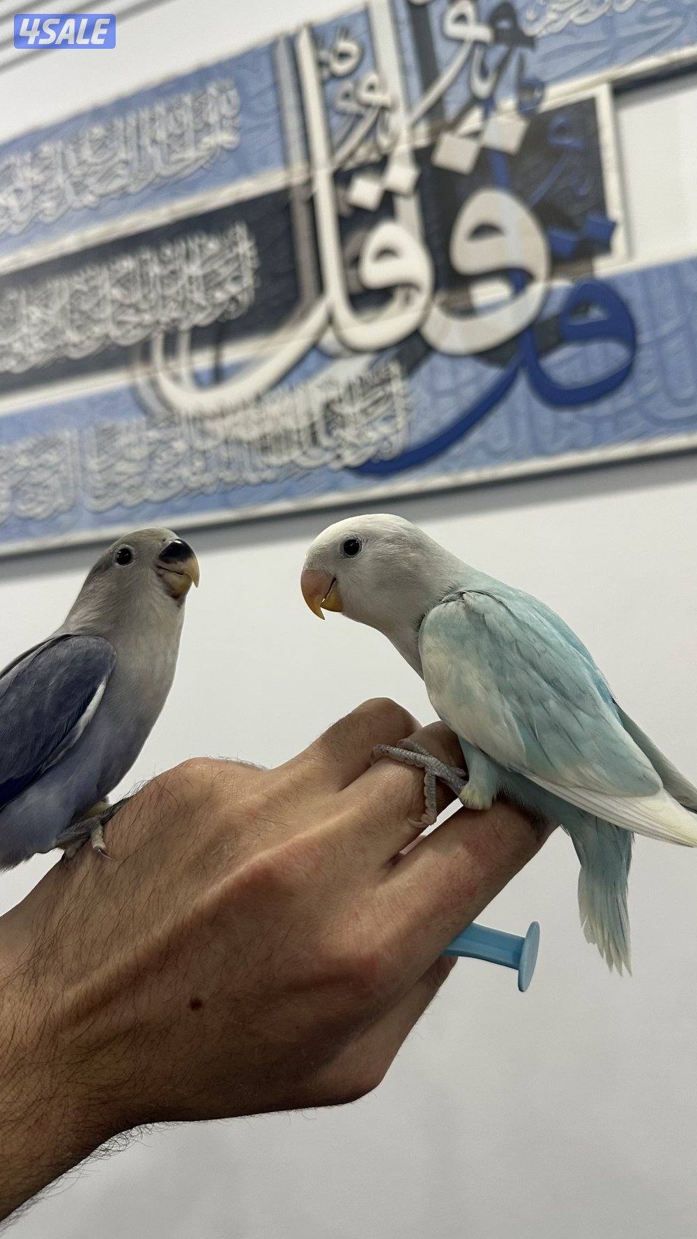 لوف بيرد نهايه عس وقاطع عس5