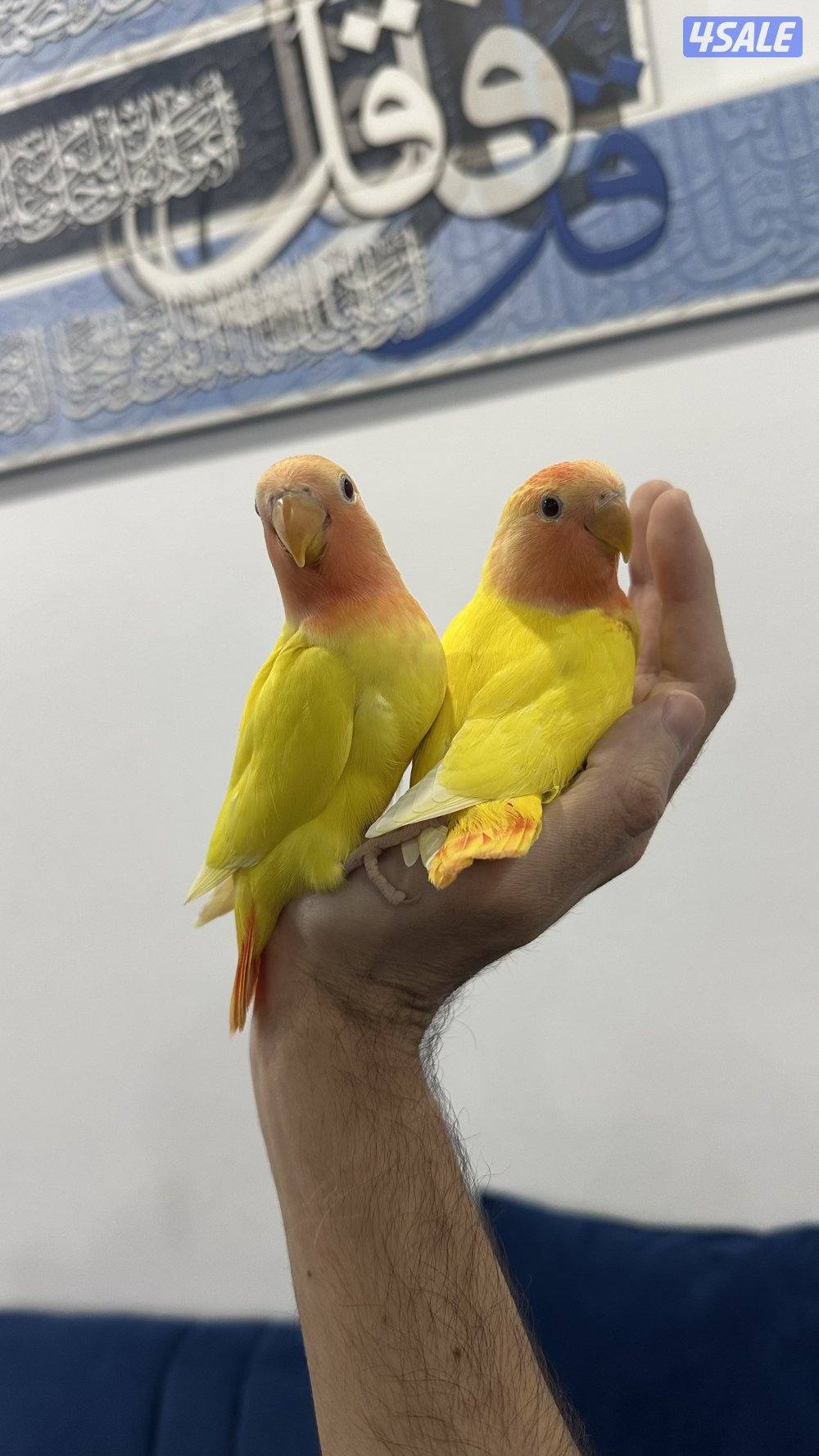 لوف بيرد نهايه عس وقاطع عس7