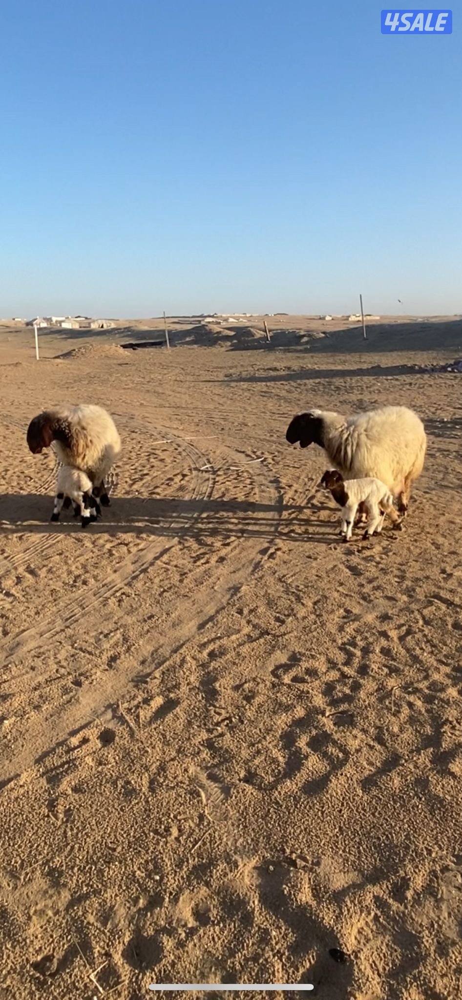 للبيع مطافيل العدد٢1