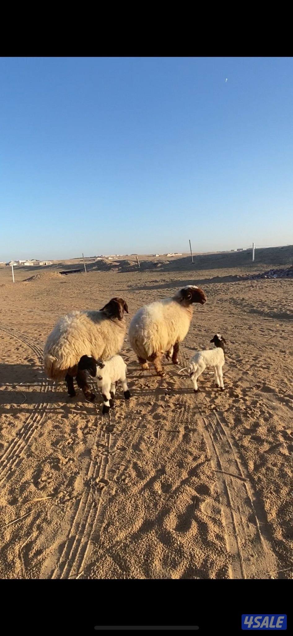 للبيع مطافيل العدد٢2