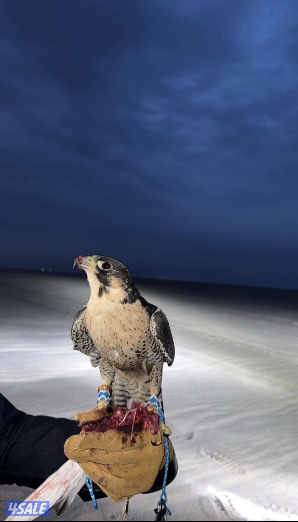 محافظه الاحمدي منطقه هديه0