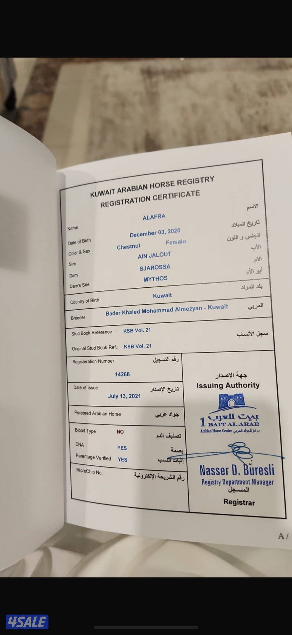 فرس فرنسيه للبيع بنت عين جالوت0