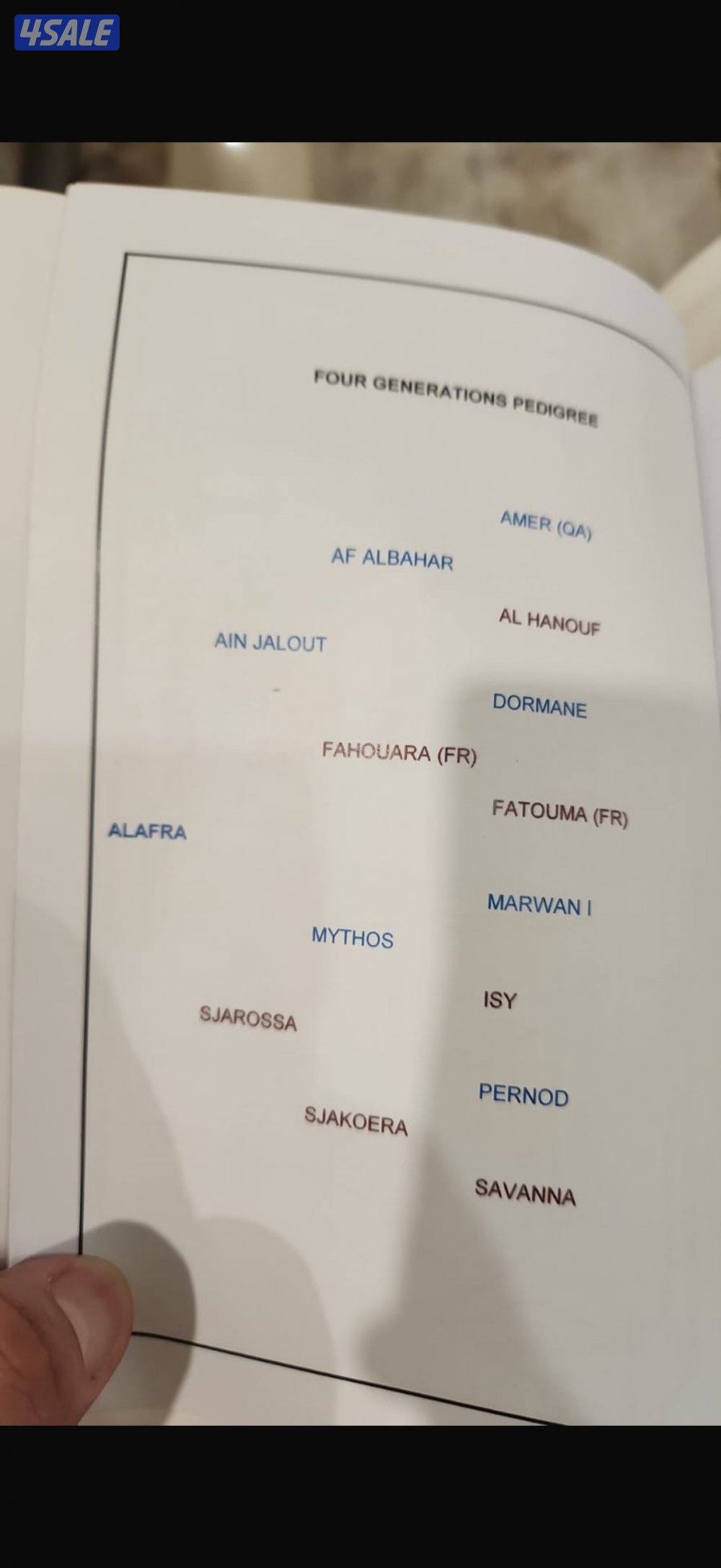 فرس فرنسيه للبيع بنت عين جالوت1