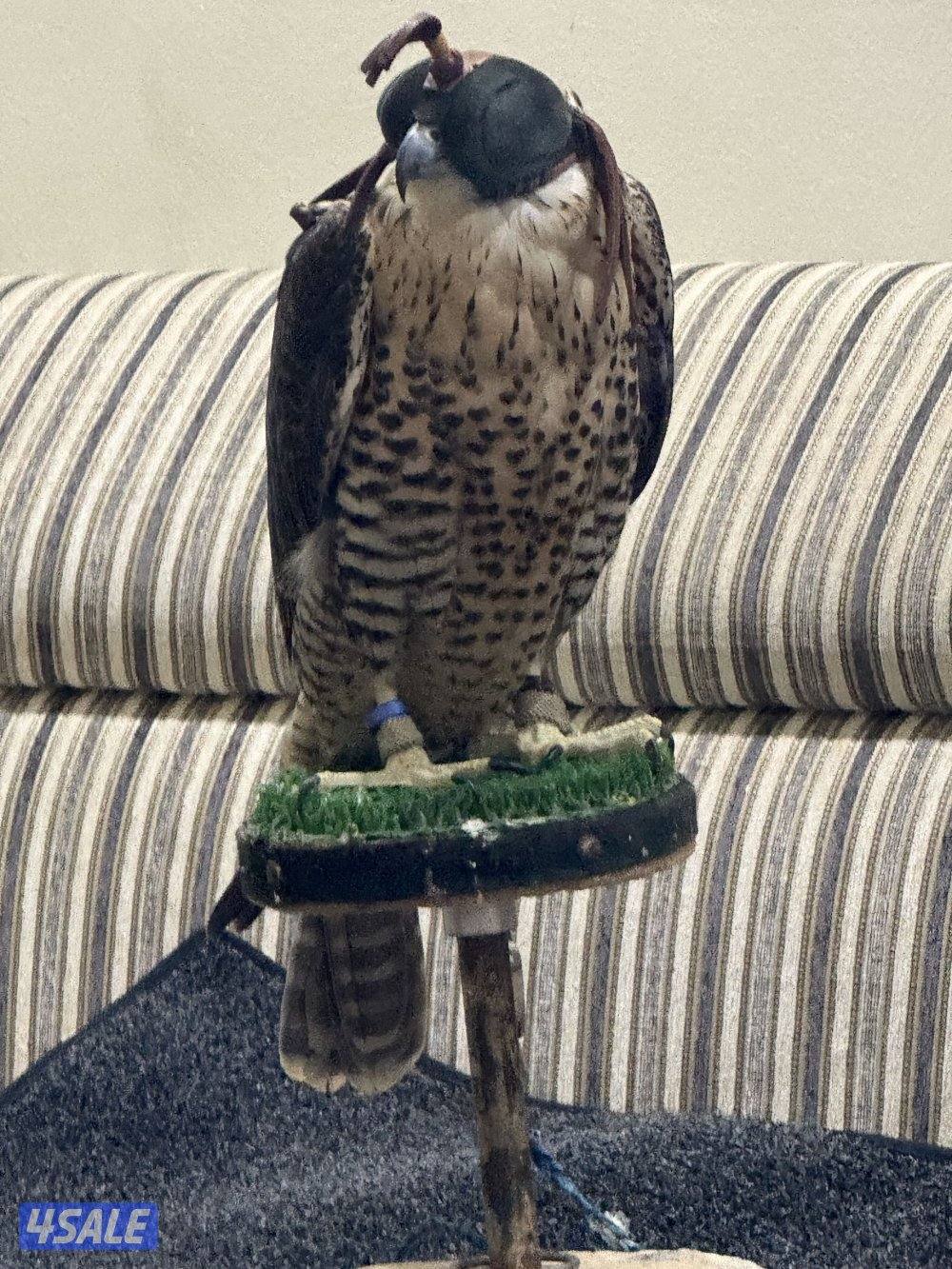 للبيع جير شاهين بكر1