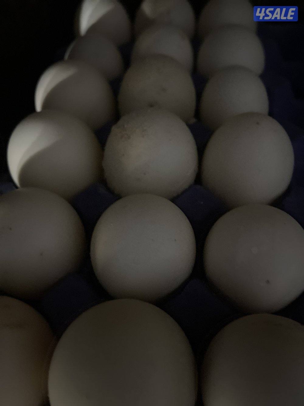 للبيع اطباق بط مصري مسكوفي0