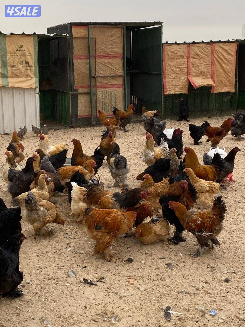 دجاج براهما0