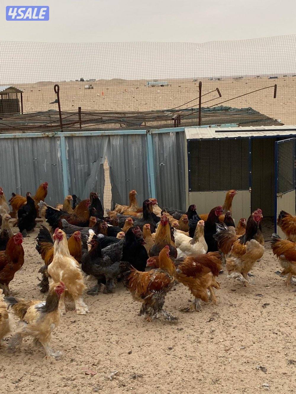 دجاج براهما1