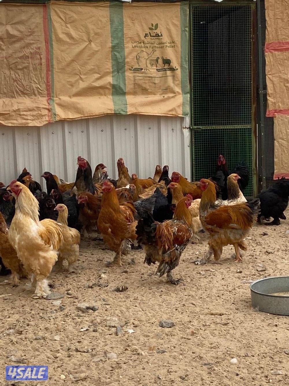 دجاج براهما2