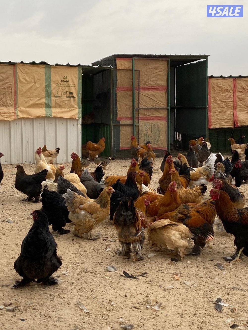 دجاج براهما4