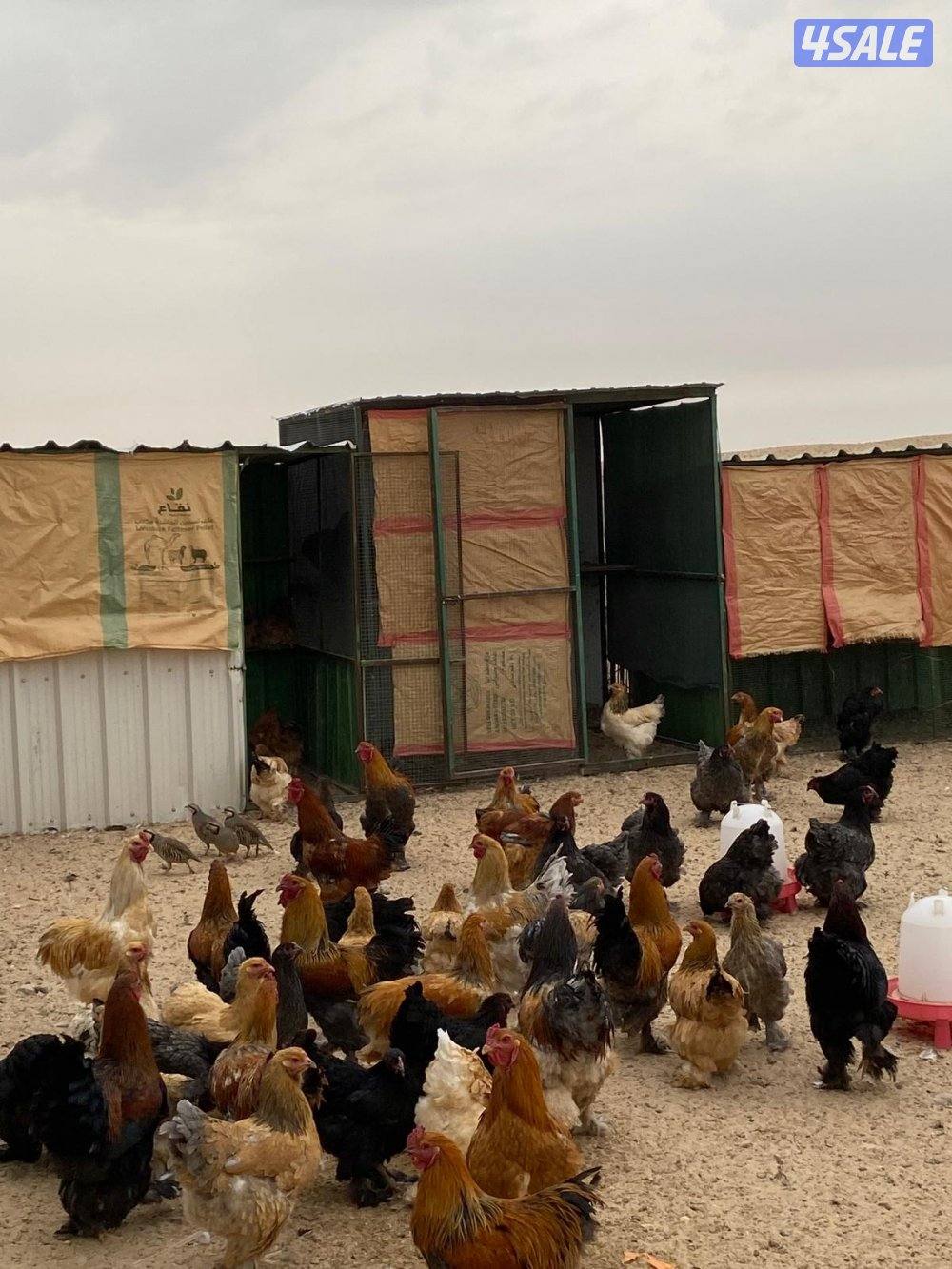 دجاج براهما5