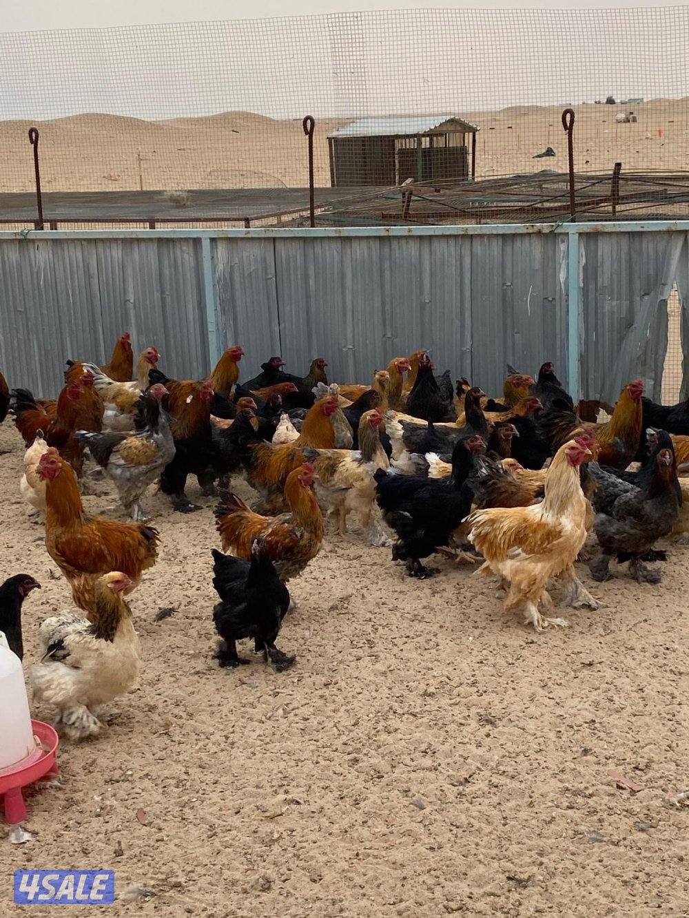 دجاج براهما7