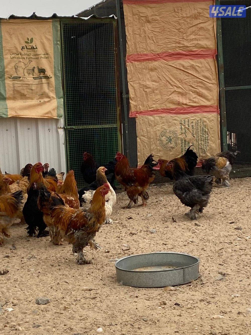 دجاج براهما6