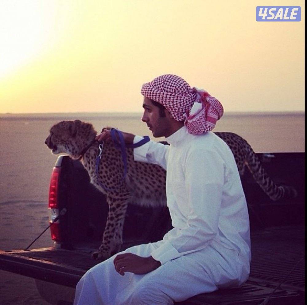 حساب يلا لودو قوي خماسي لفل 40 ايطار الطياره بدون روم رويال ولواء2