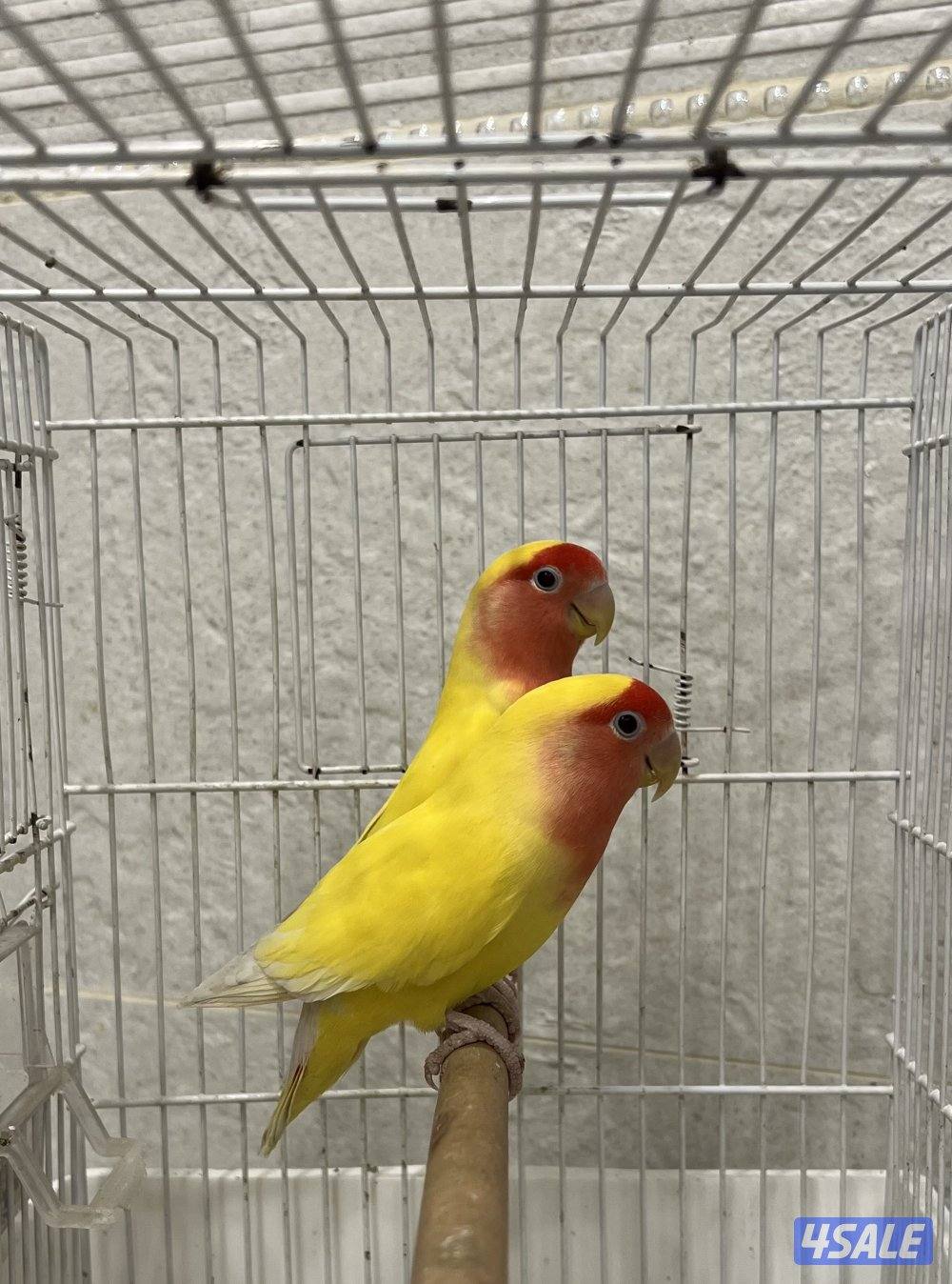 زوج لوف بيرد0