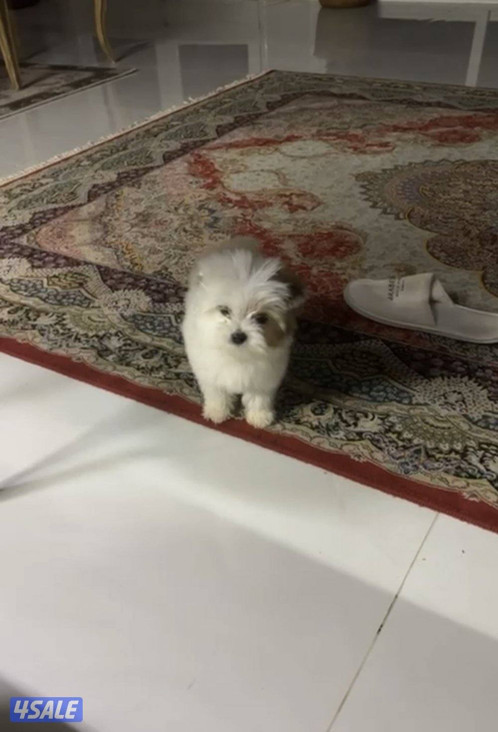 جلاب شيتزو جميلين ويلعبون ومتعلمين1