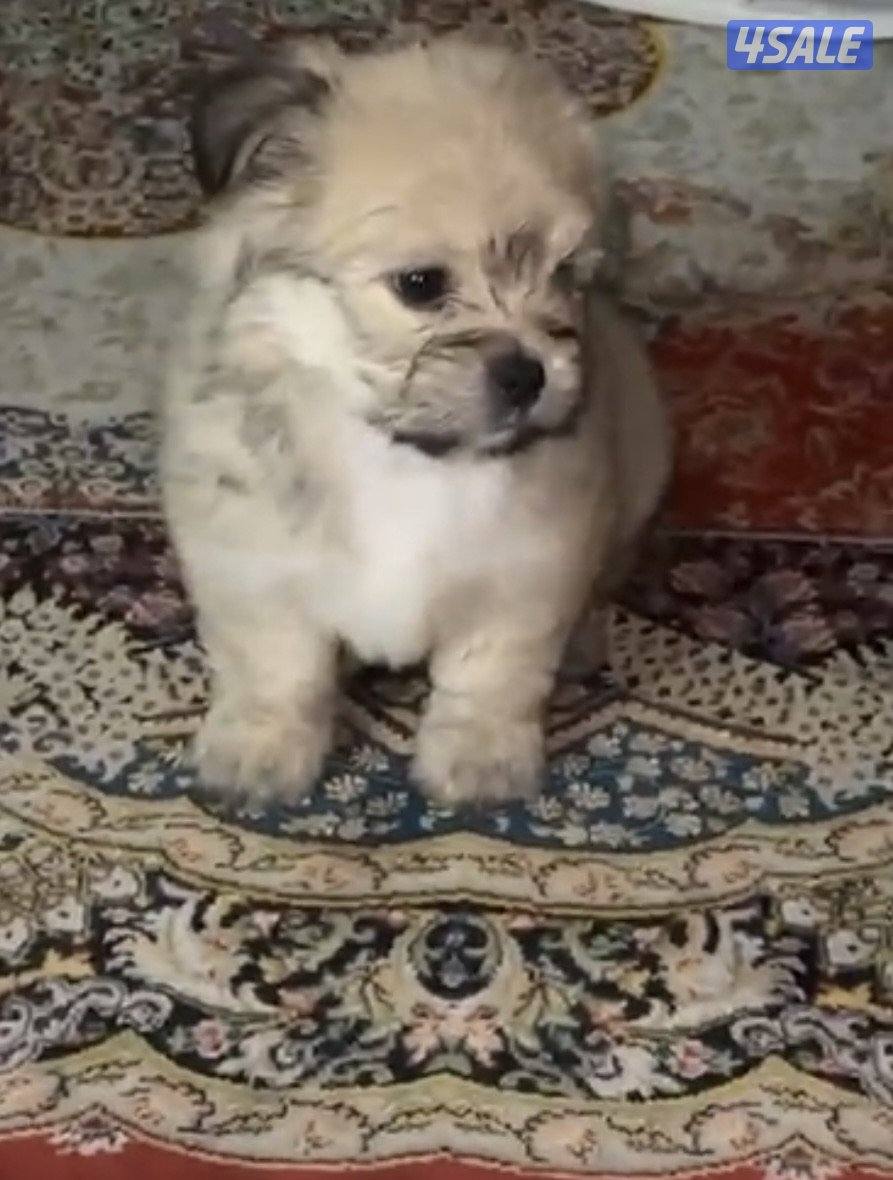 جلاب شيتزو جميلين ويلعبون ومتعلمين2