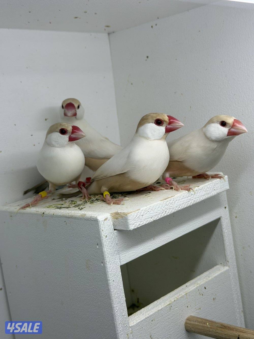 للبيع جاوا0